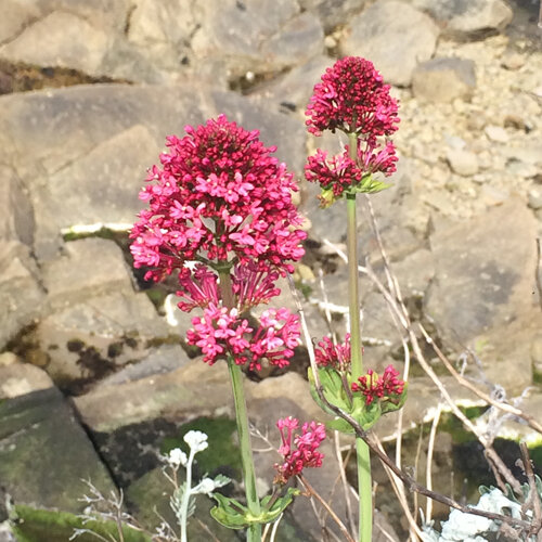 Spoorbloem (Centranthus ruber) met karmijnrode bloemschermen voor rotsen