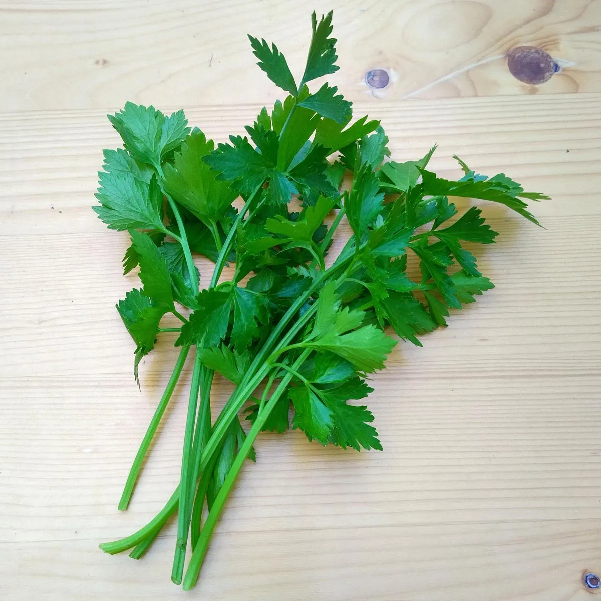 Chinesischer Sellerie 'Kintsai' (Apium graveolens) Samen