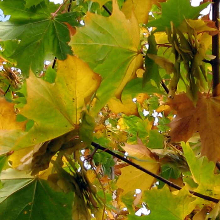 Groene en geel verkleurde esdoornbladeren met gevleugelde zaden in de herfst