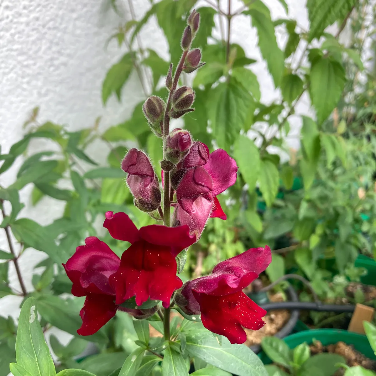 Rubinrotes Löwenmäulchen 'Ruby' (Antirrhinum majus) Samen