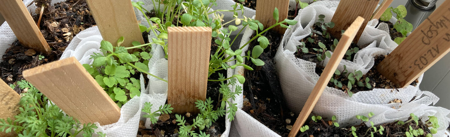 Voorzaaien in zaairollen: jonge planten in opgerold vlies met houten labels