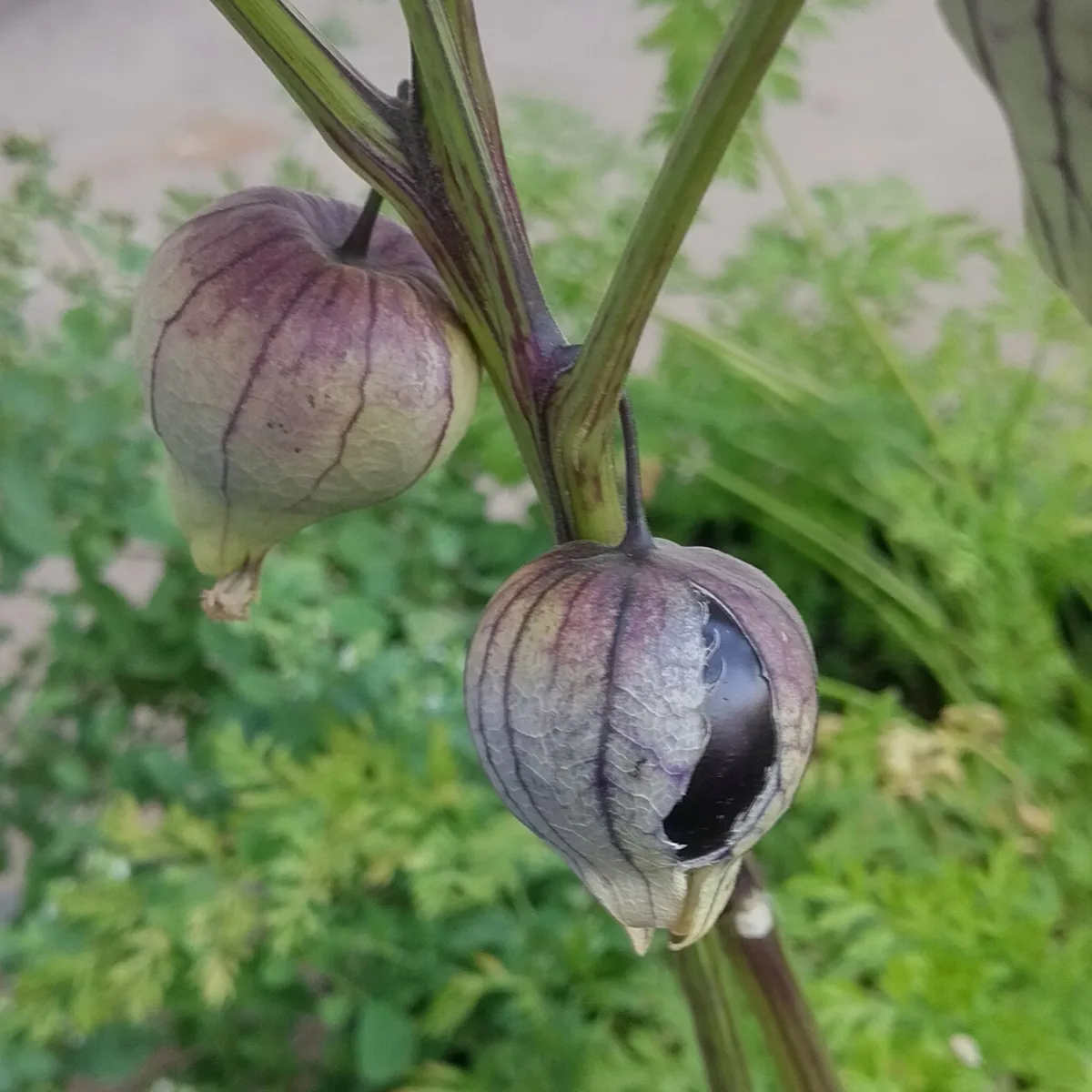 Violetter Tomatillo 'Purple' (Physalis ixocarpa) Bio Samen