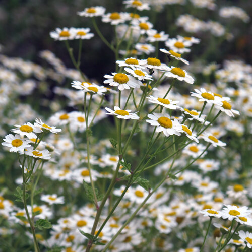 Moederkruid (Tanacetum parthenium) met veel kleine witte bloemen met geel hart