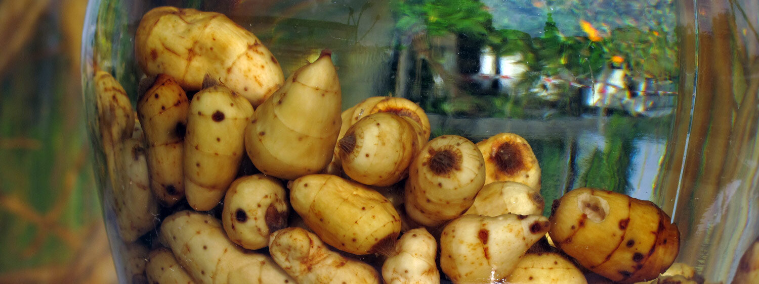 Geweekte knolletjes van de knolcyperus in een pot