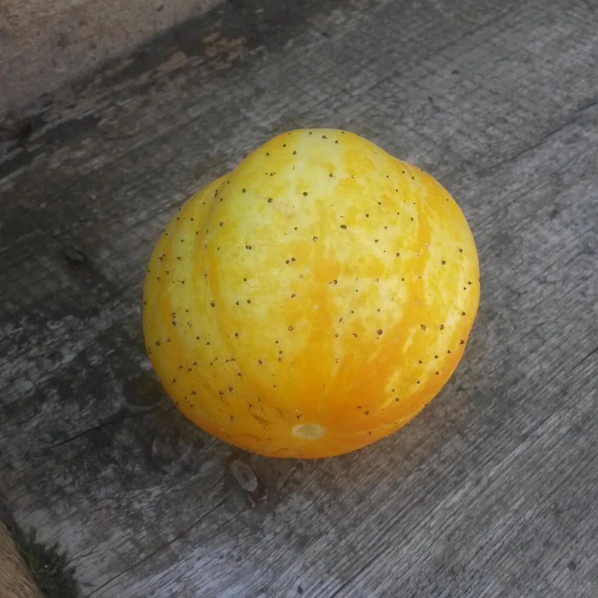 Gelbe Gurke 'Crystal Lemon' (Cucumis sativus) Bio Saatgut
