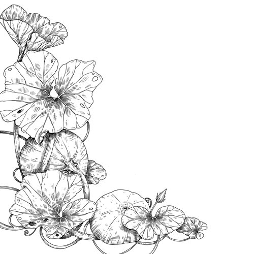 Tekening: pompoenplant met bladeren, ranken en vruchten
