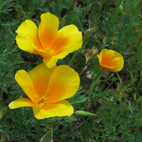 Geeloranje bloemen van Californische klaproos (Eschscholzia californica)