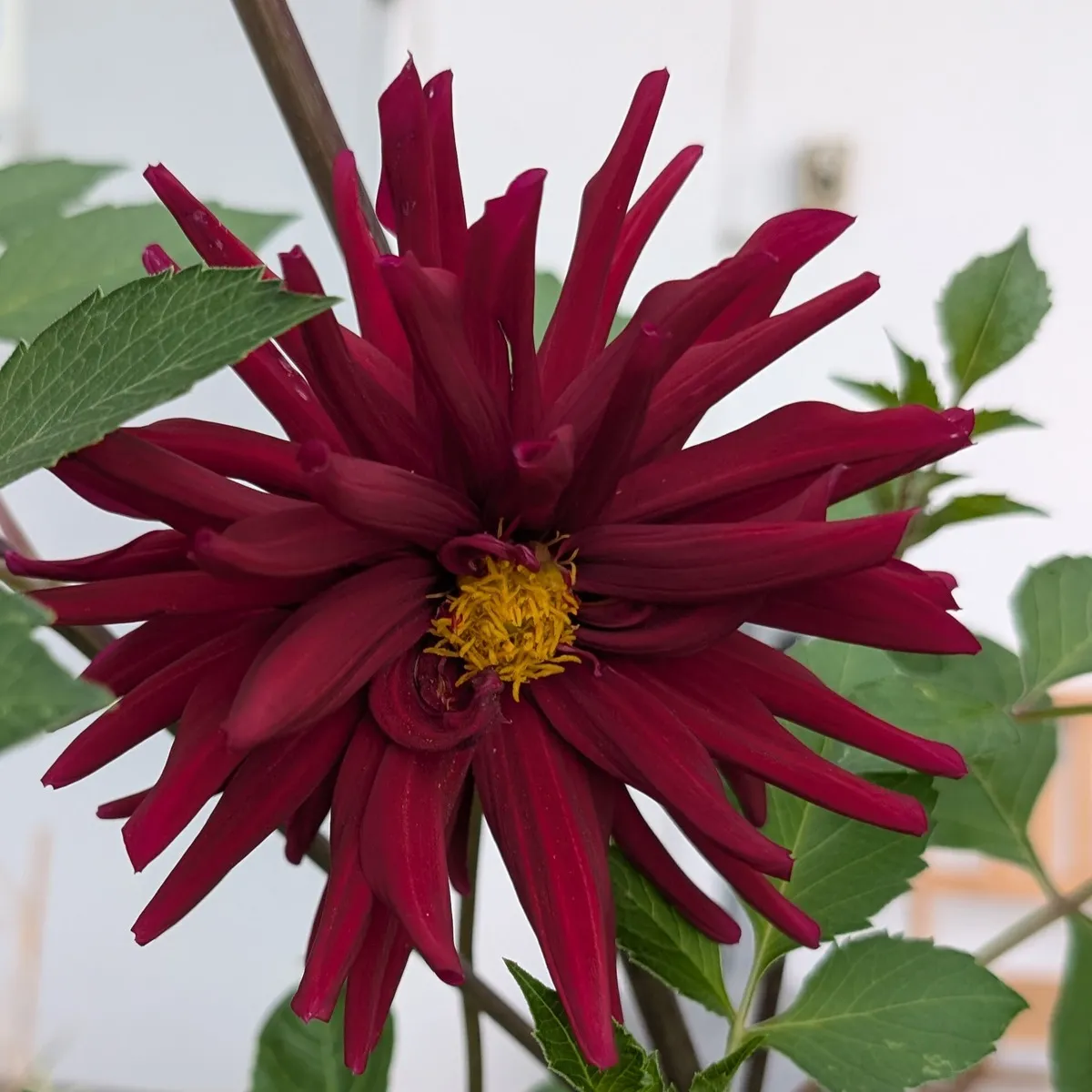 Hoher Dahlien-Mix 'Decorative Giants' (Dahlia variabilis) Samen