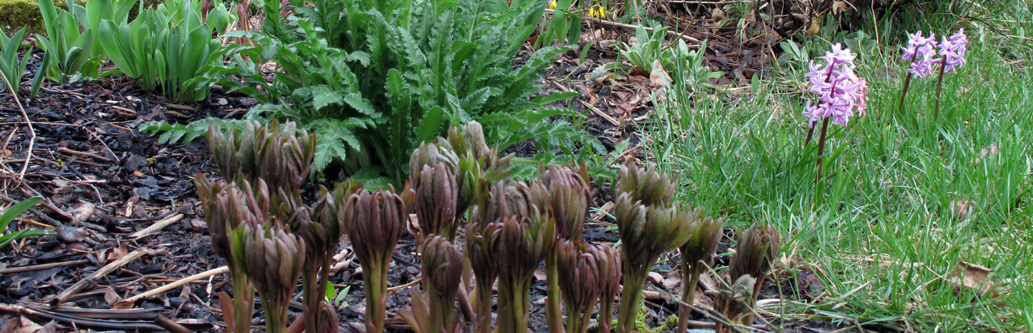 De lente wordt zichtbaar in de tuin