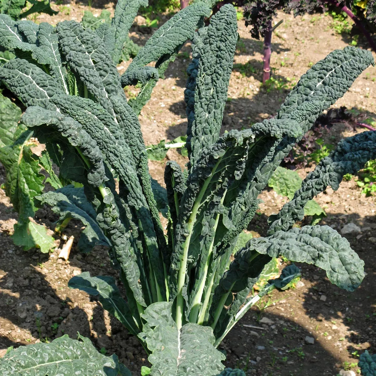 Toskanischer Palmkohl 'Cavolo Nero di Toscana' (Brassica oleracea var. palmifolia) Samen