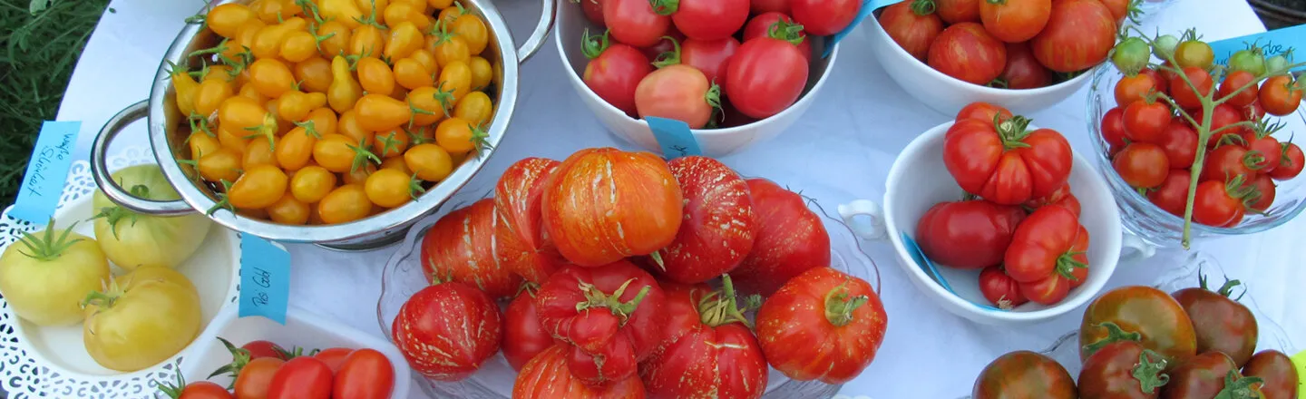 Verschillende tomatenrassen in schalen