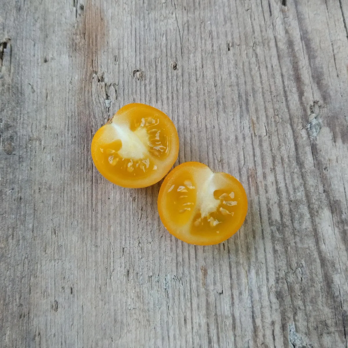 Cocktailtomate 'Clementine' (Solanum lycopersicum) Samen