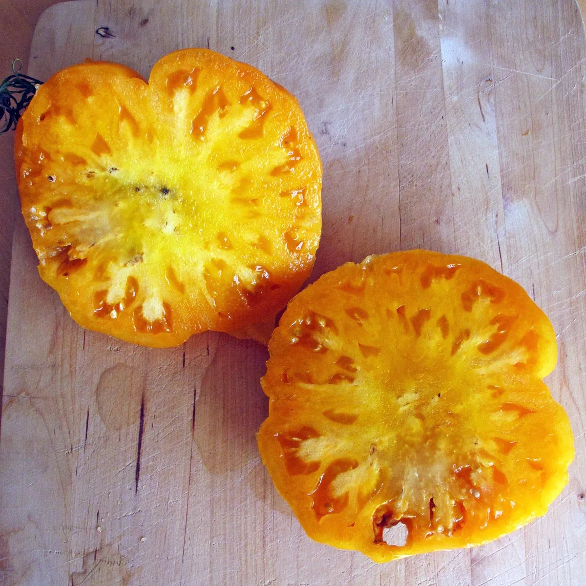 Fleischtomate 'Persimmon' (Solanum lycopersicum) Samen