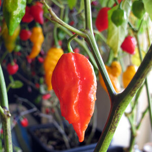 Rijpe rode peul van de chili 'Naga Jolokia' aan de plant, met rode en gele vruchten erachter