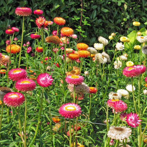 Tuin-strobloem (Xerochrysum bracteatum) in roze, oranje, geel en wit in een border