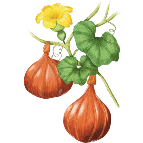 Pompoen
