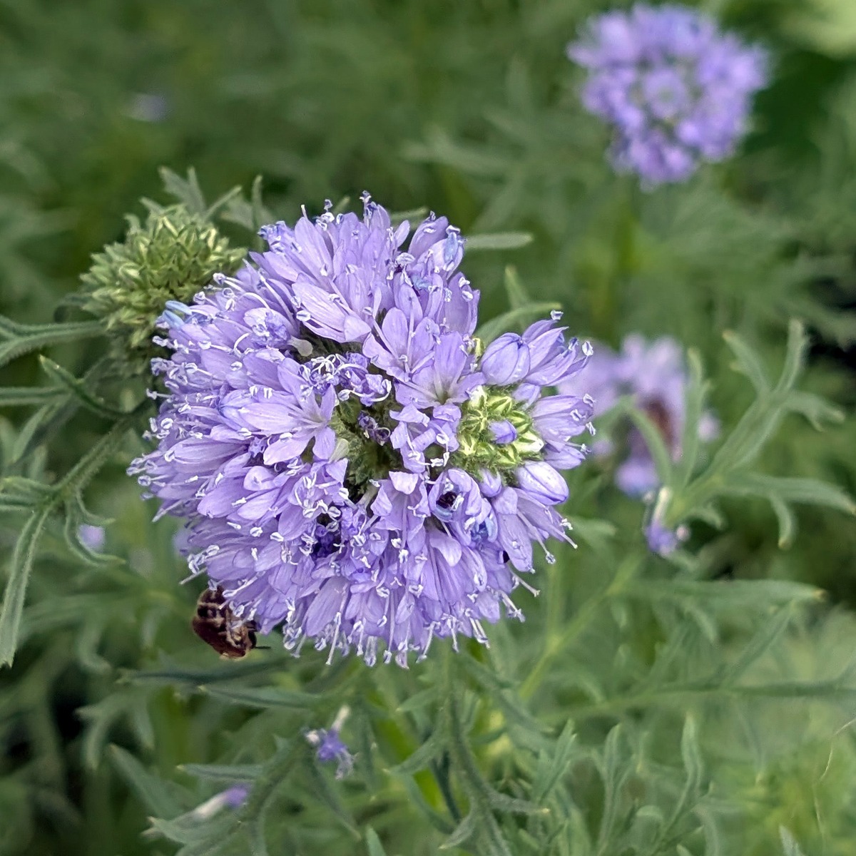 Kopfige Gilie / Blaues Sperrkraut (Gilia capitata) Samen