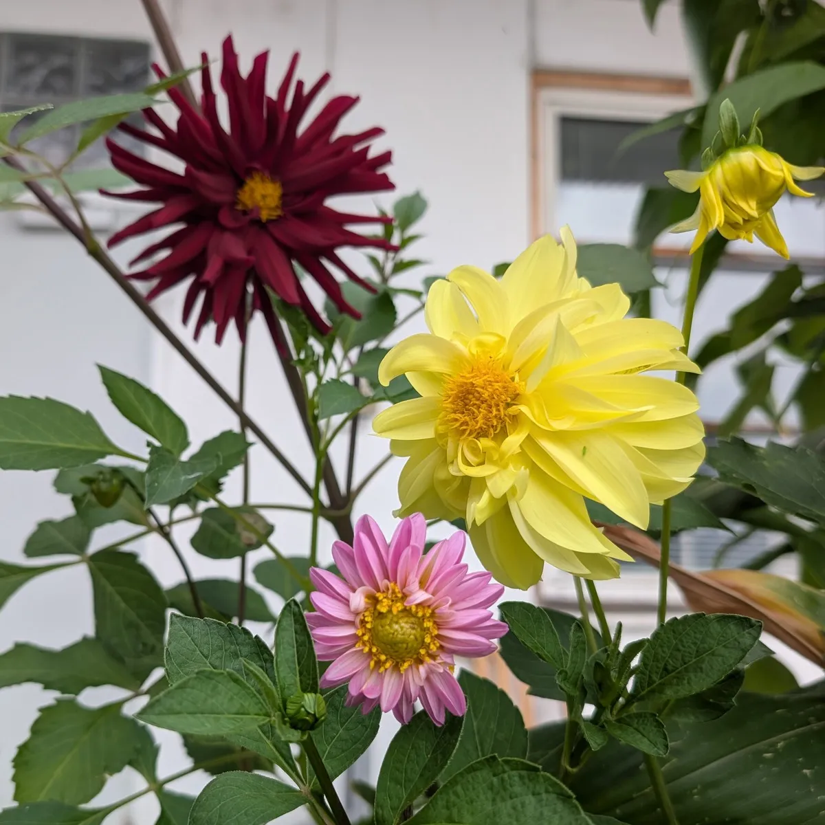 Hoher Dahlien-Mix 'Decorative Giants' (Dahlia variabilis) Samen