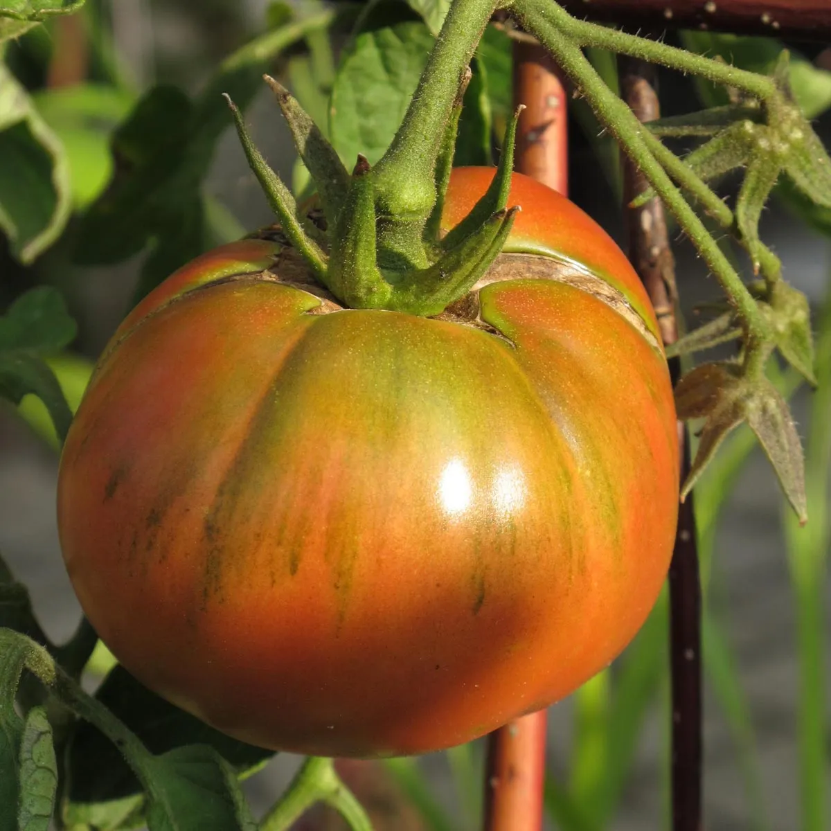 Tomate 'Schwarze Krim' (Solanum lycopersicum) Samen