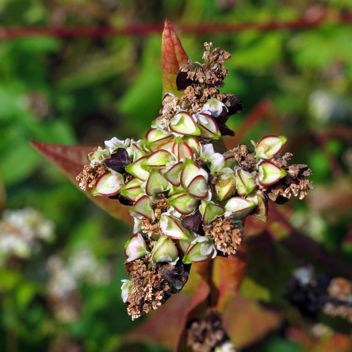 Rijpende zaadtros van Boekweit (Fagopyrum esculentum)