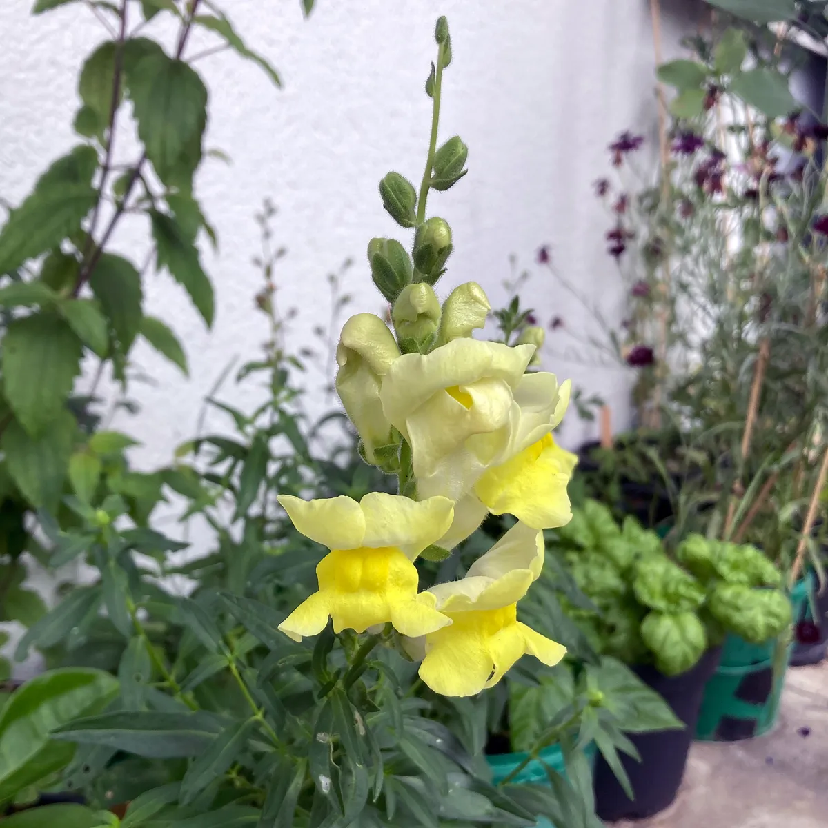 Hellgelbes Löwenmäulchen 'Canary Bird' (Antirrhinum majus) Samen