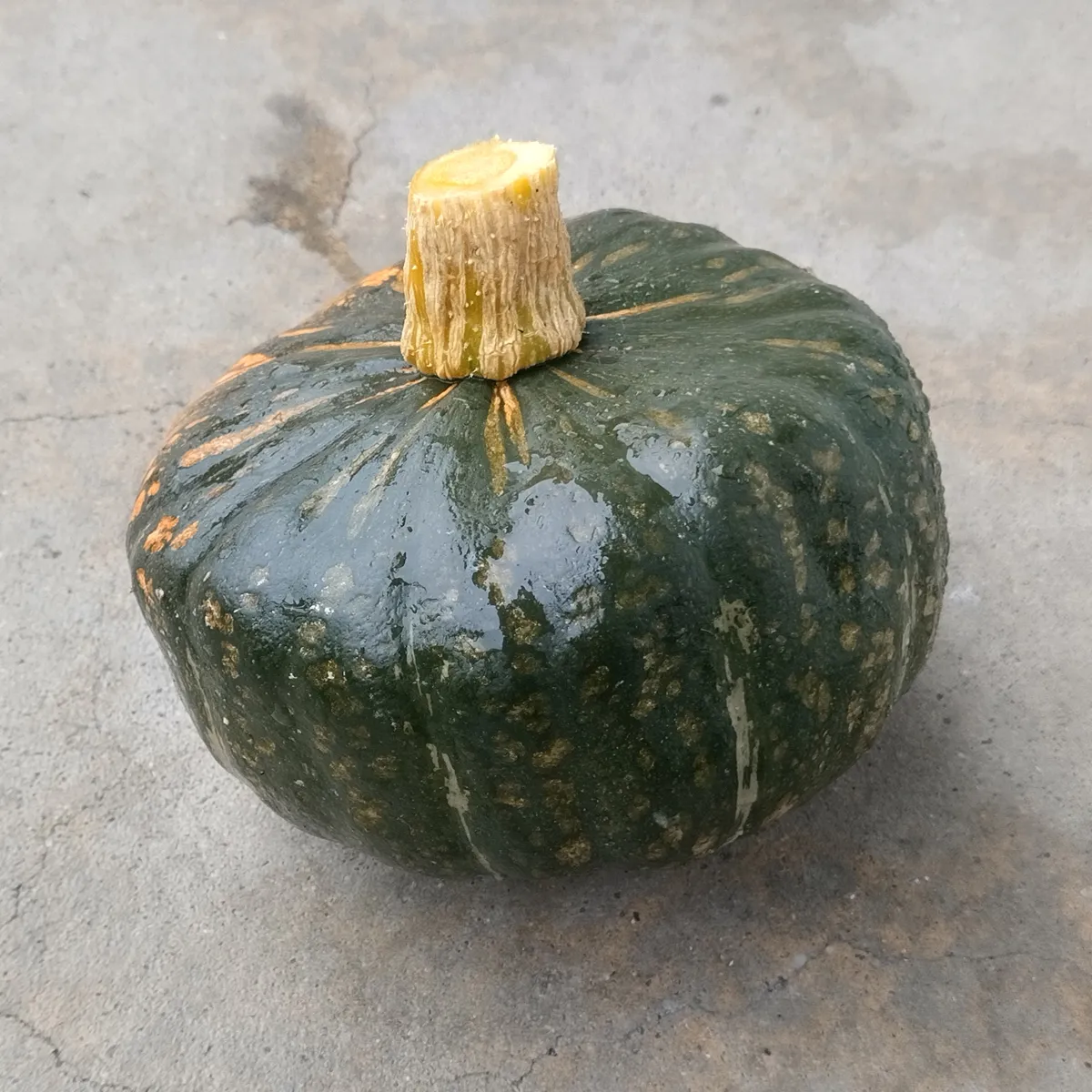 Kürbis 'Buttercup' (Cucurbita maxima) Samen