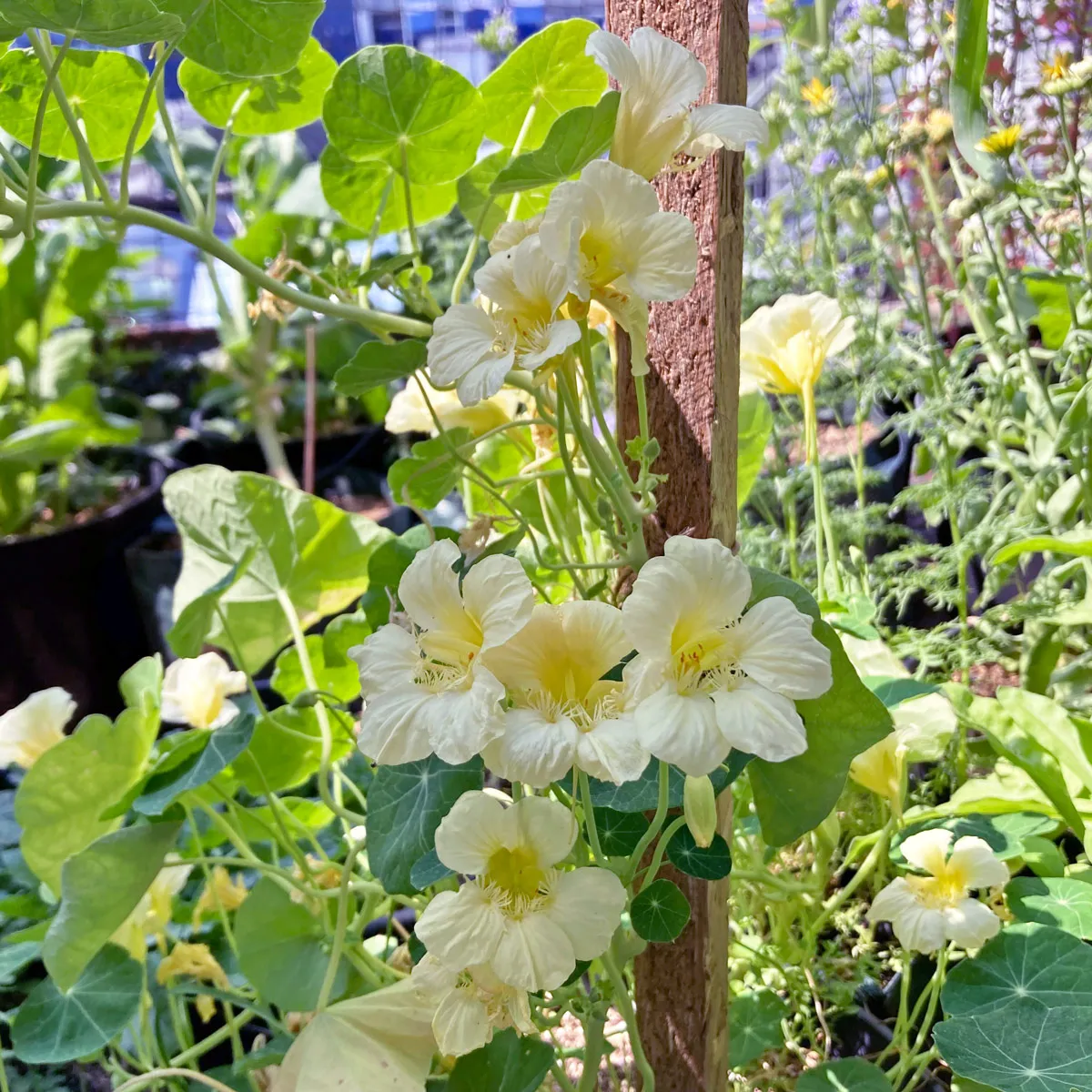 Cremeweisse Kapuzinerkresse 'Milkmaid' (Tropaeolum majus) Samen