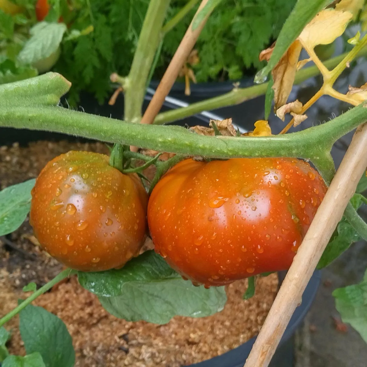 Tomate 'Black Pear' (Solanum lycopersicum) Samen