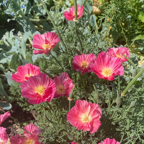 Californische klaproos (Eschscholzia californica) met roze bloemen en geel hart