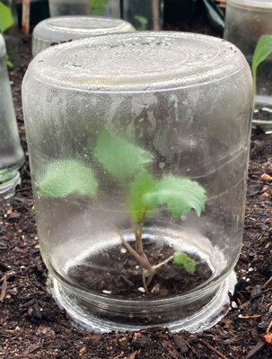Omgekeerde weckpot als minikasje over een jonge plant in het bed