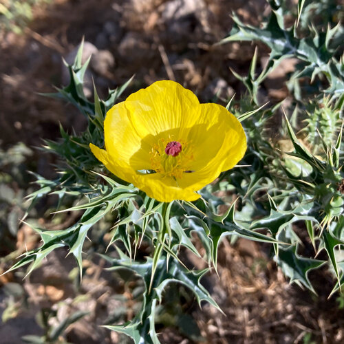 Argemone (Argemone mexicana) met gele bloem en stekelige bladeren
