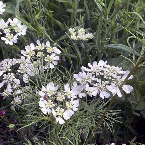 Straalscherm (Orlaya grandiflora) met witte schermbloemen