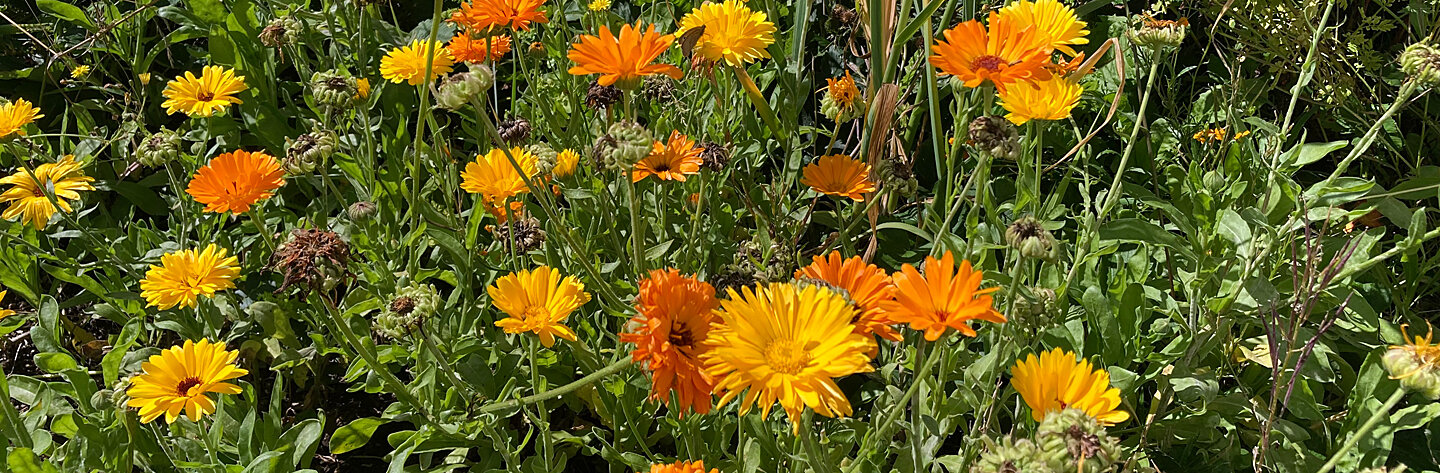 Goudsbloemen