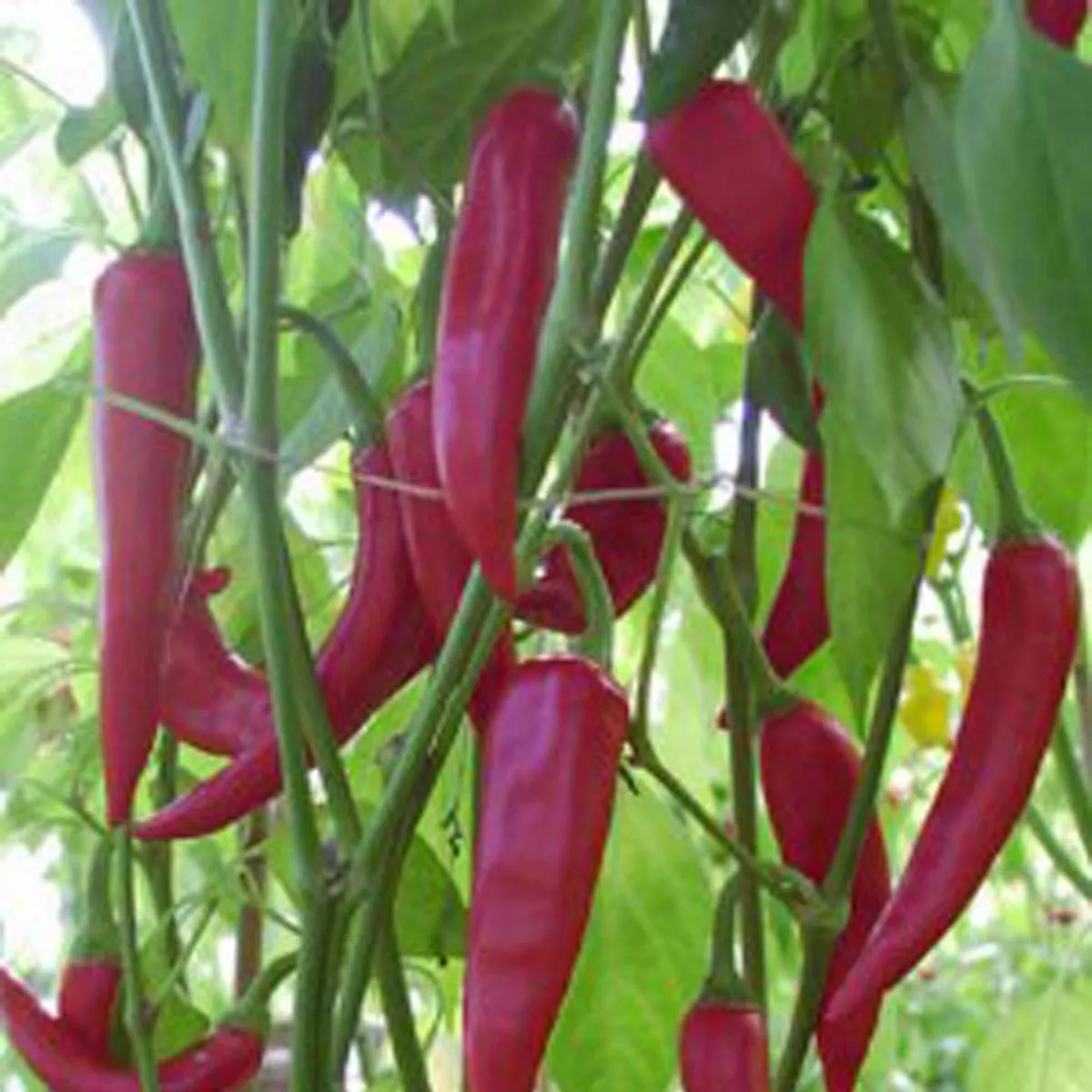 New Mex Aji Chili 'Colorado Picante' (Capsicum annuum) Samen