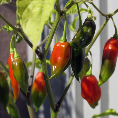 Groene en rode chilipepers rijpen aan de plant