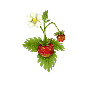 Fruit & noten
