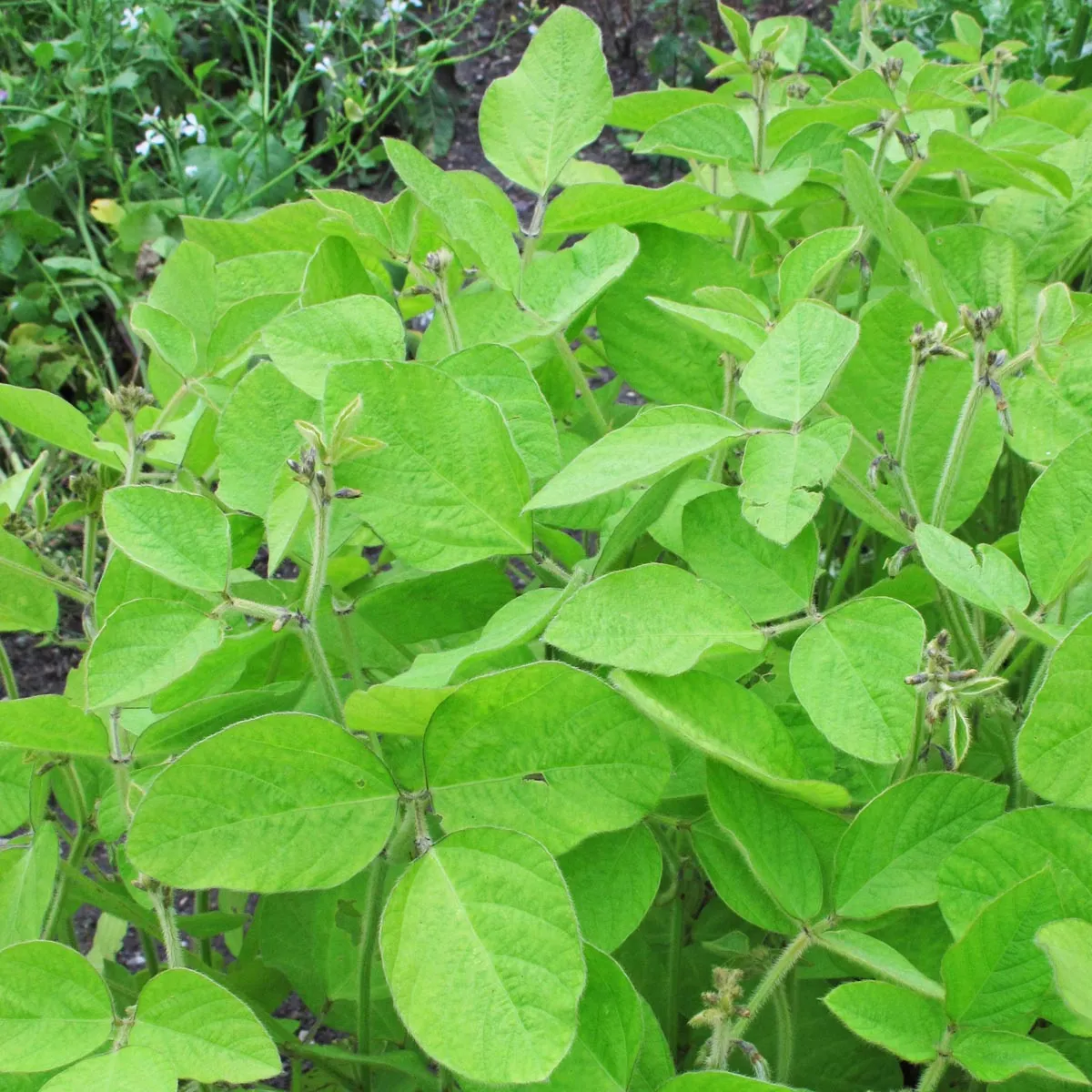 Sojabohne 'Green Shell' (Glycine max) Bio Saatgut