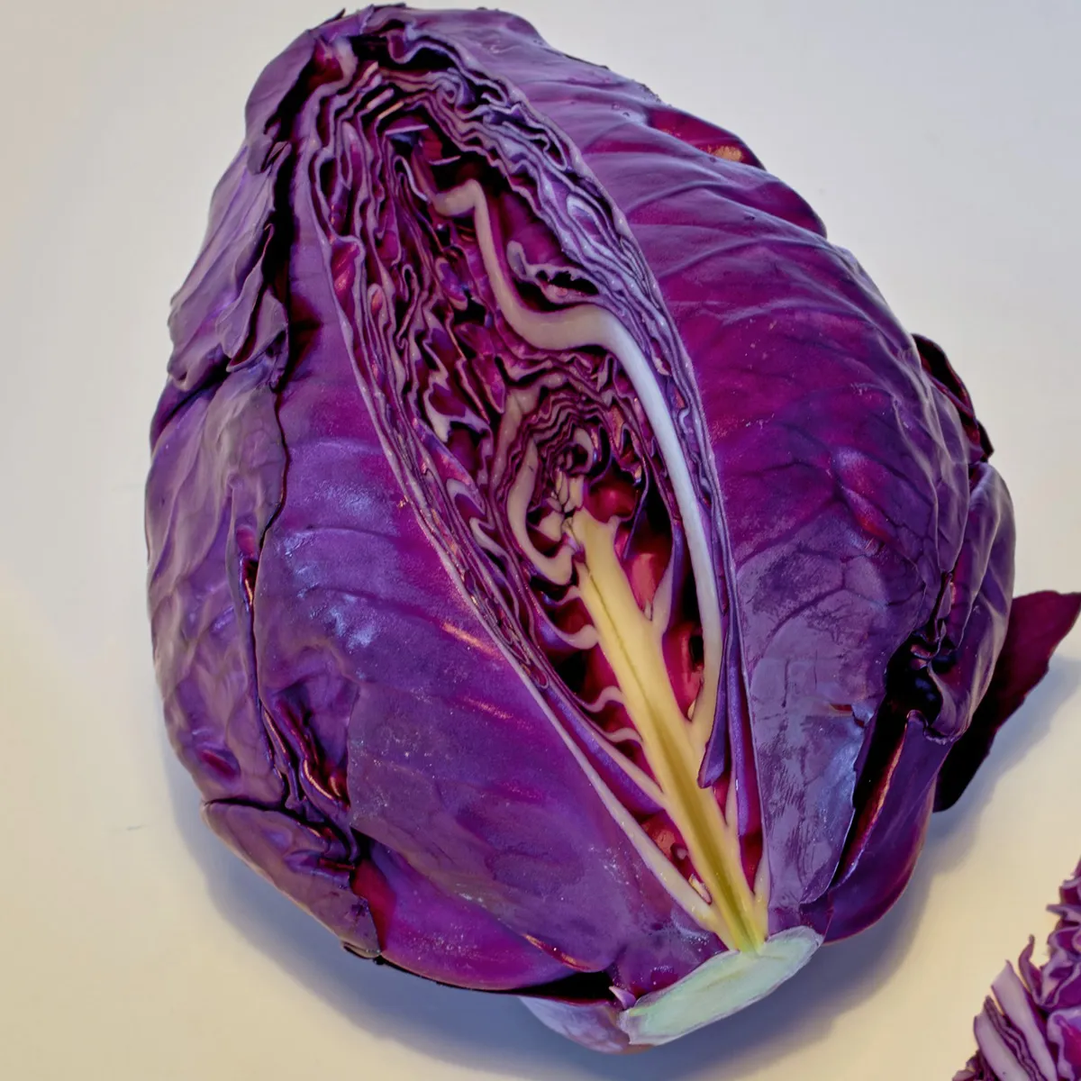 Roter Spitzkohl 'Kalibos' (Brassica oleracea) Bio Saatgut