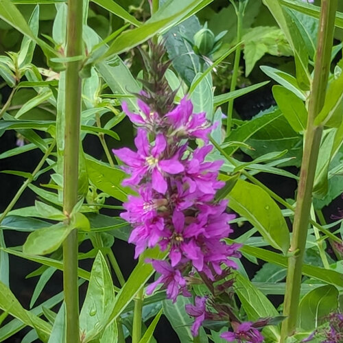 Grote kattenstaart (Lythrum salicaria) met purperen bloemaar