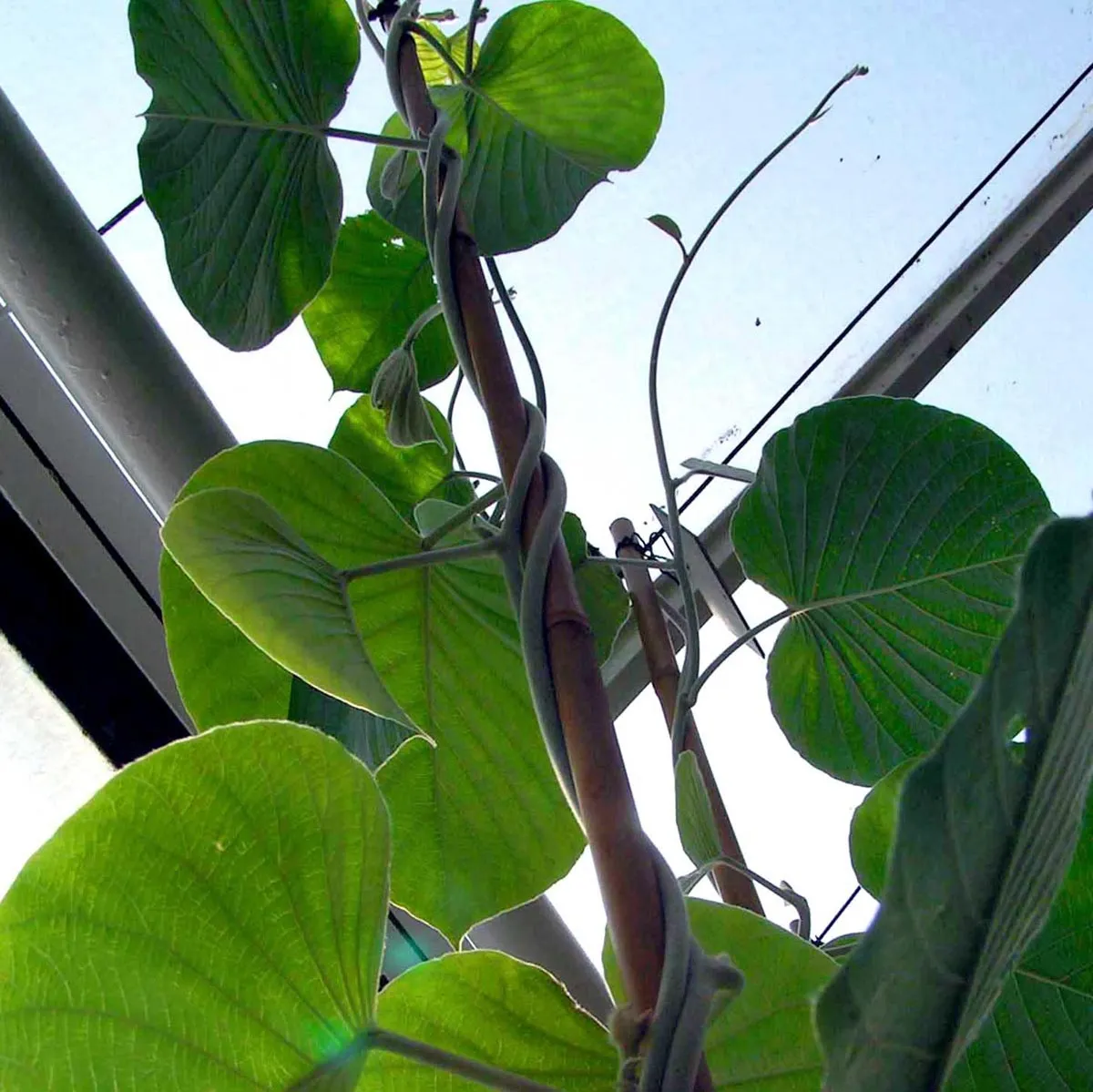 Indische Holzrose/ Elefantenwinde/ Jirnadaru (Argyreia nervosa var. speciosa) Samen