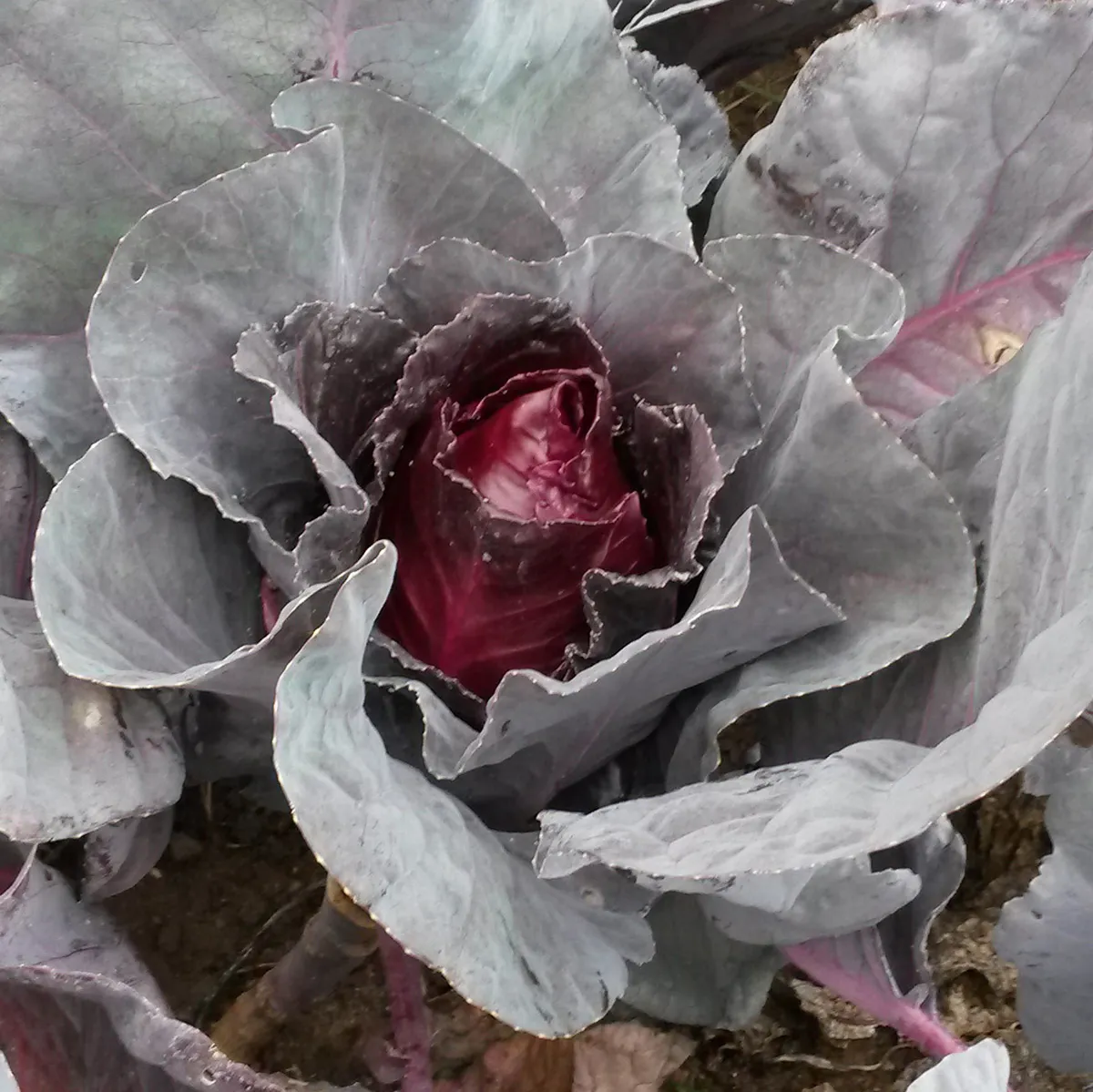 Roter Spitzkohl 'Kalibos' (Brassica oleracea) Bio Saatgut