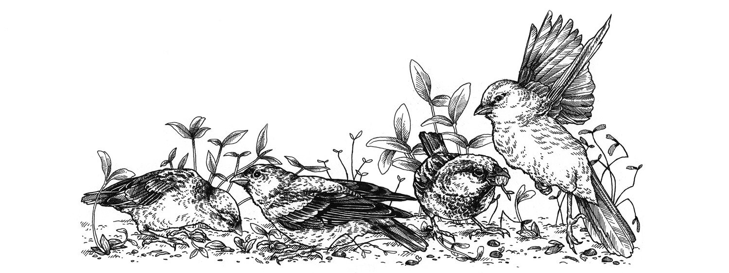 Illustratie van vogels die het verse zaaigoed opeten