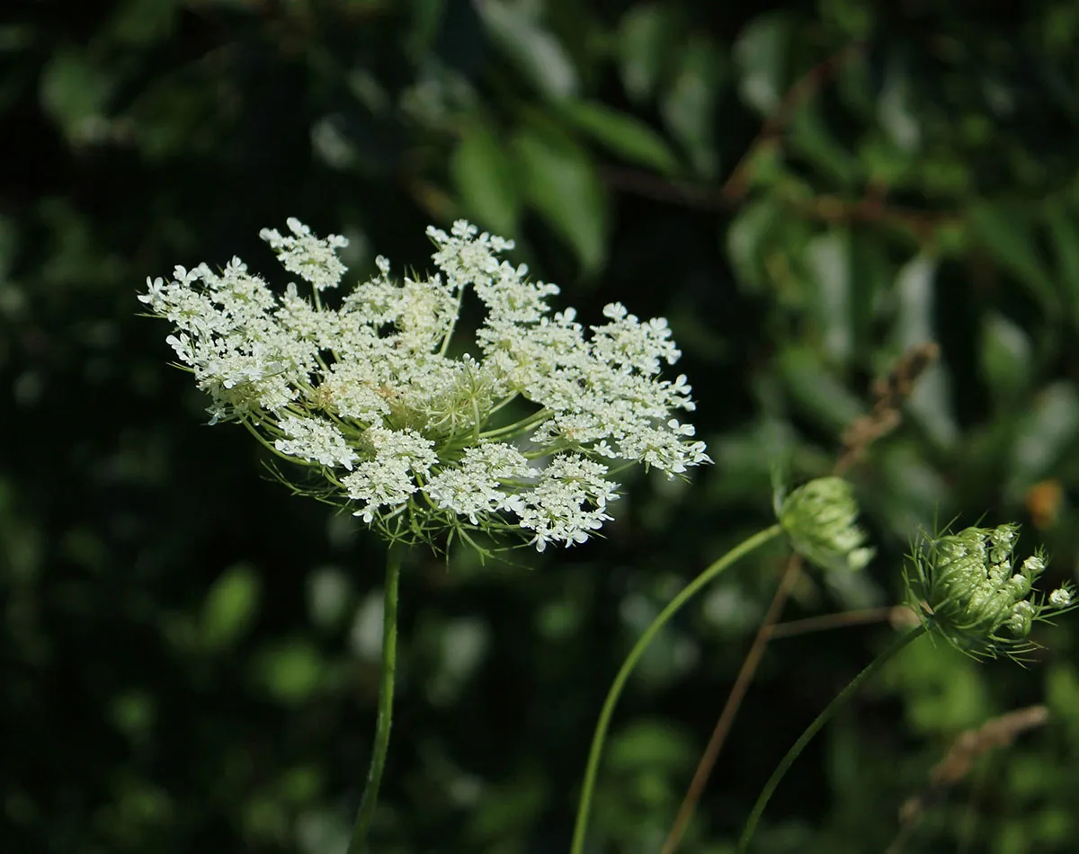 Eetbare wilde planten