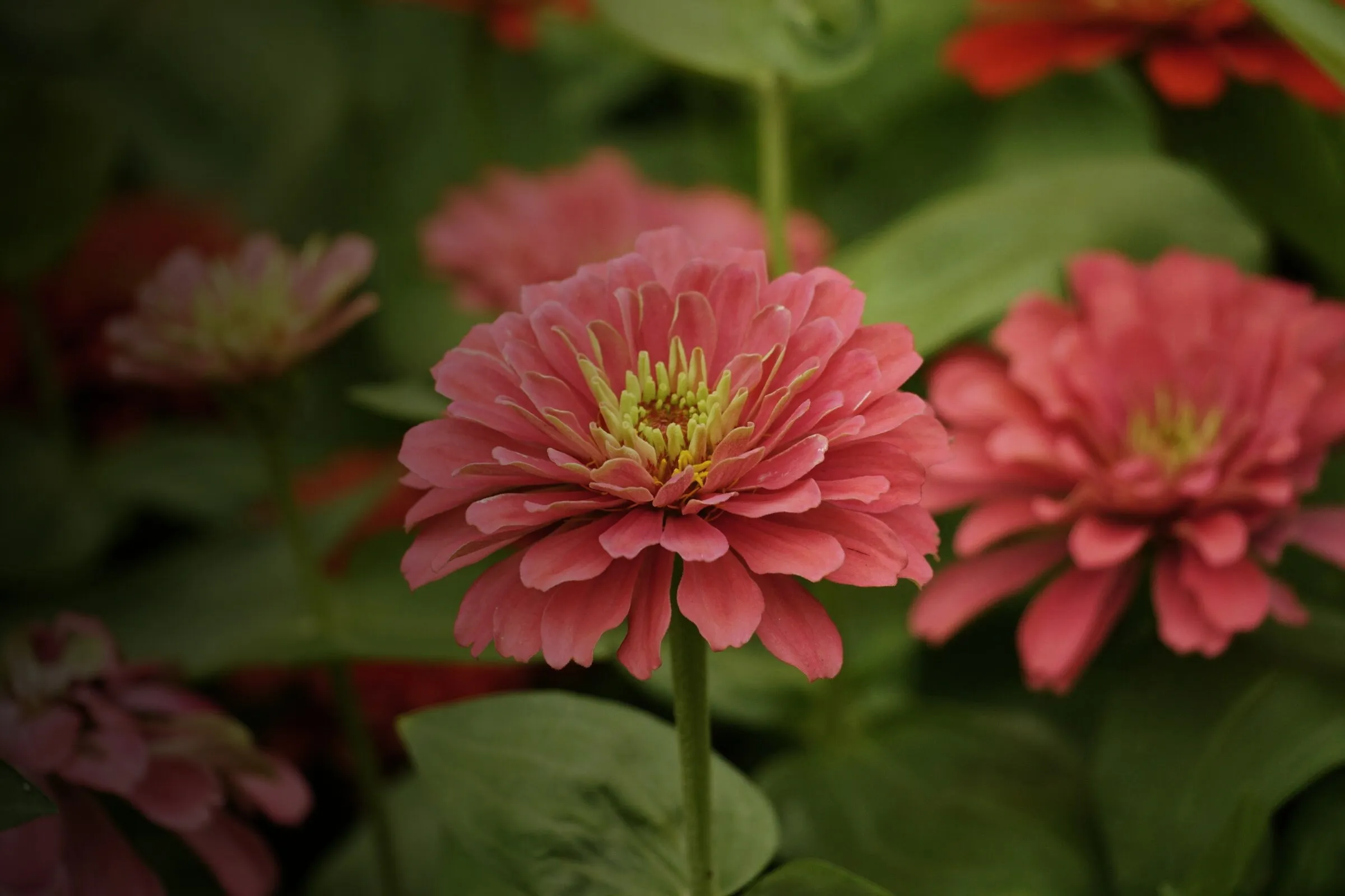 Korallenrote Zinnienblüten im Beet