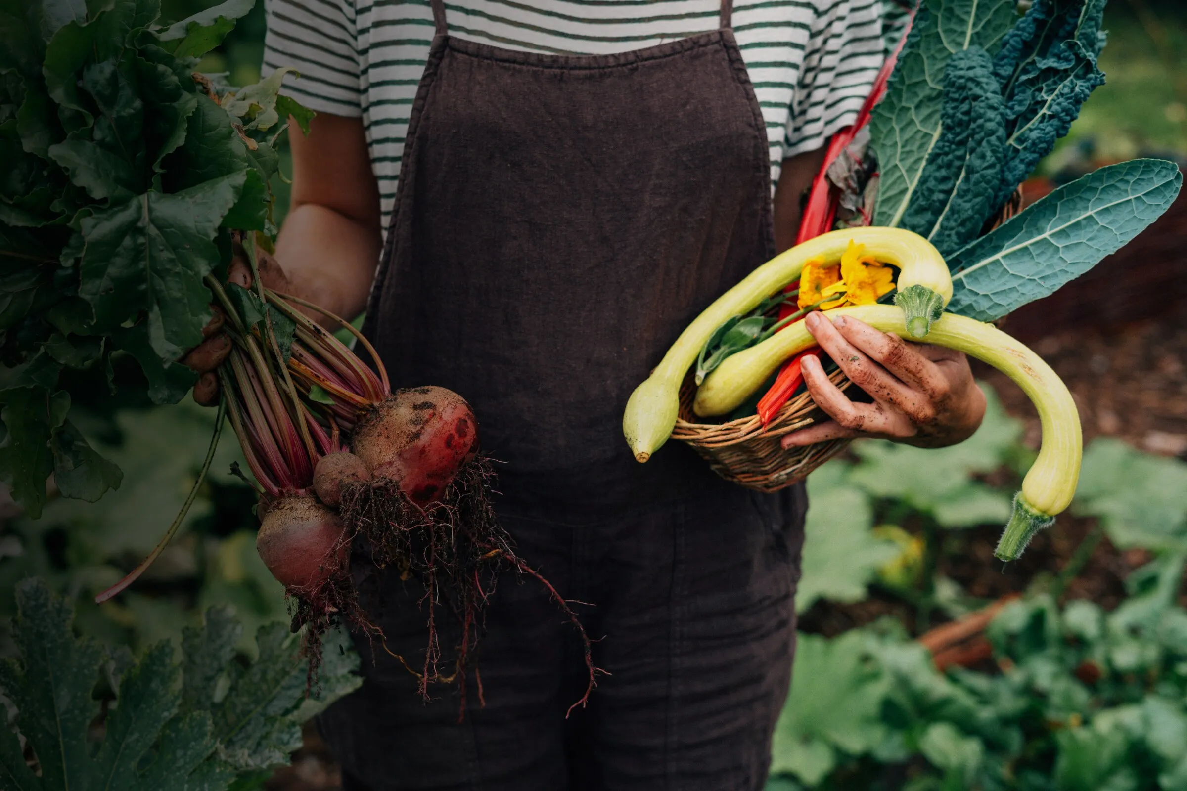 Gärtnerin hält frisch geerntete Rote Bete und Zucchini