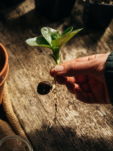 Hand houdt een kiemplant van een boon met zaad en wortels boven een houten tafel