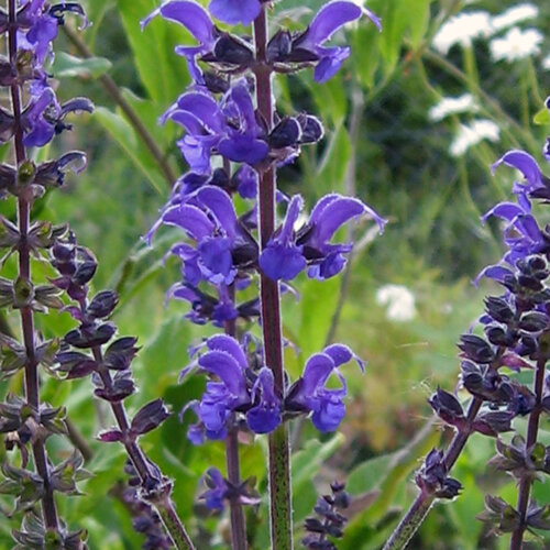 Blauwpaarse bloemaren van de steppesalie