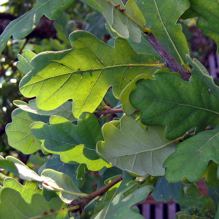 Gelobde groene eikenbladeren aan een tak