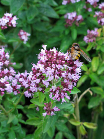 Bloeiende oregano met roze bloemschermen, bezocht door een zweefvlieg