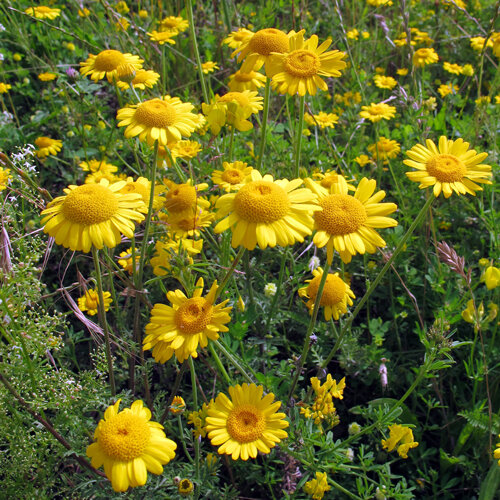 Gele kamille (Anthemis tinctoria) met felgele bloemen